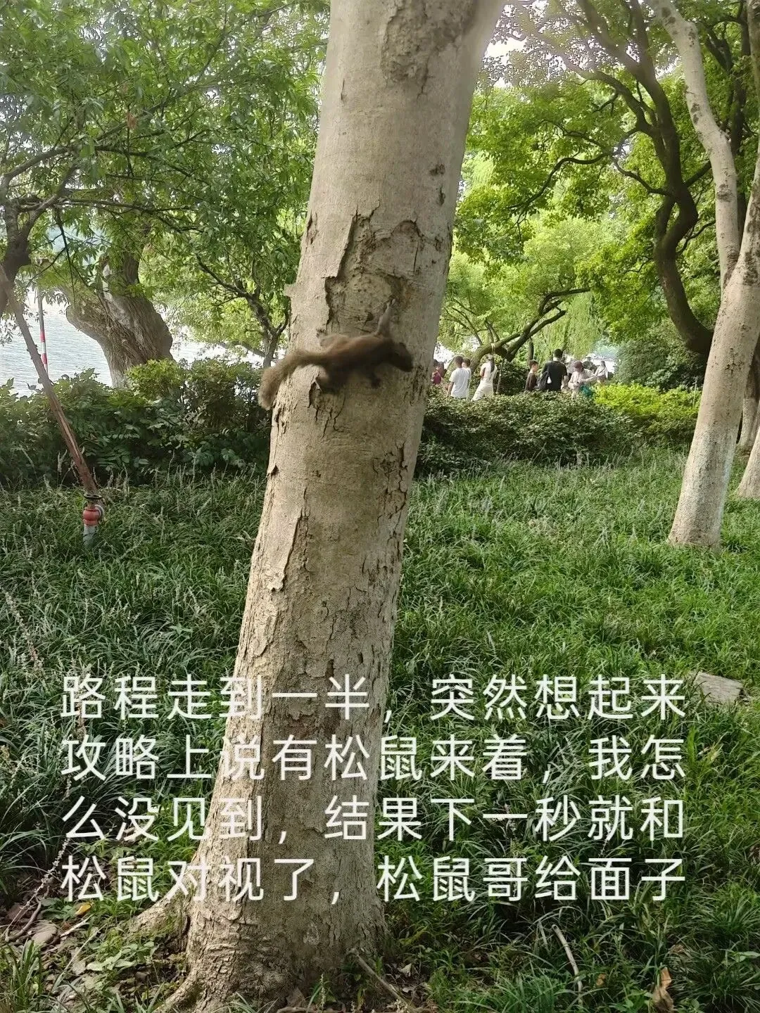 松鼠