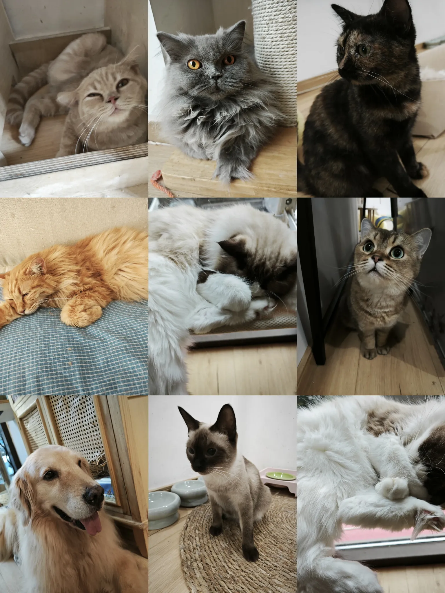 好多可爱猫猫