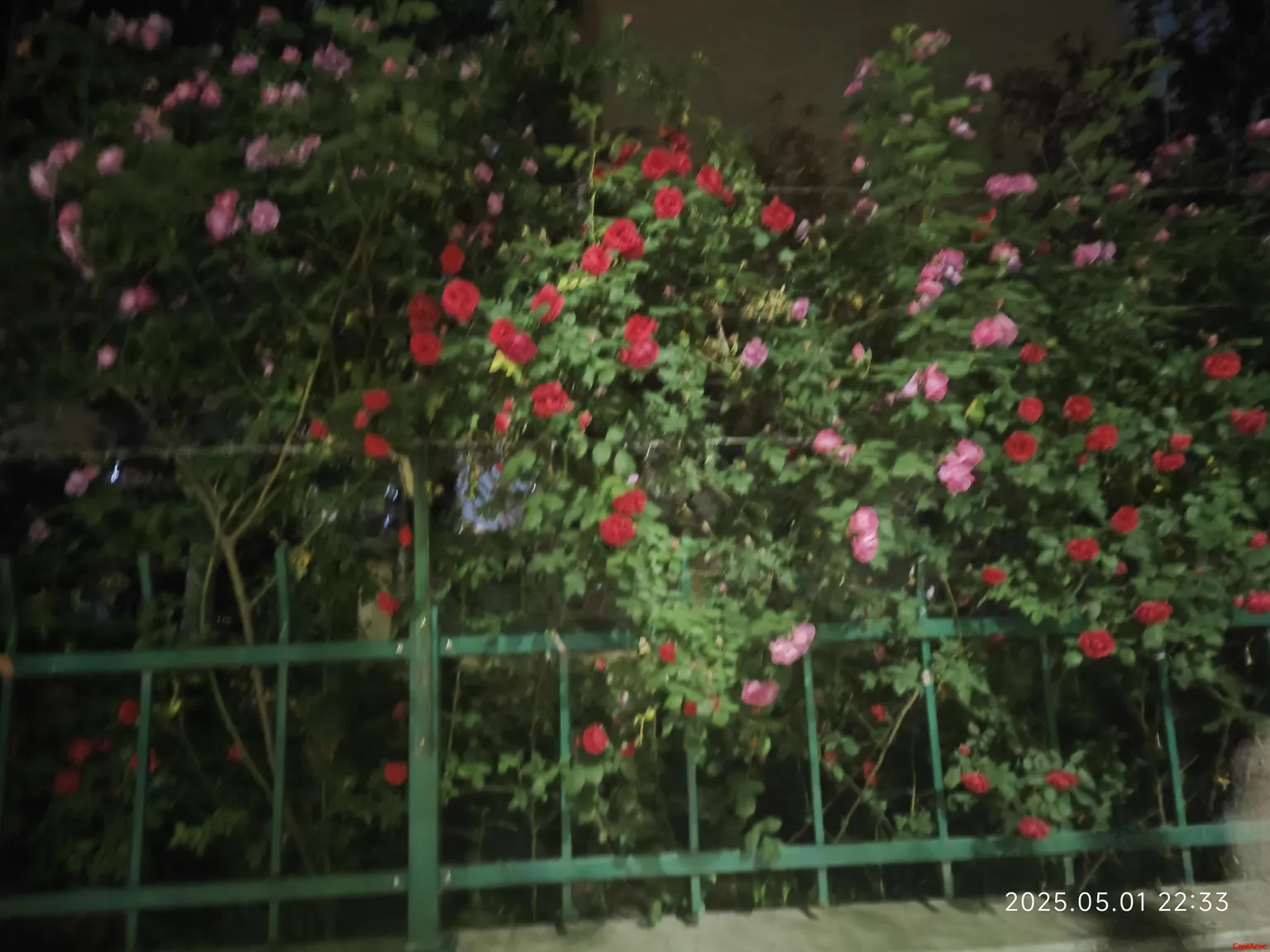 红色的，粉色的
