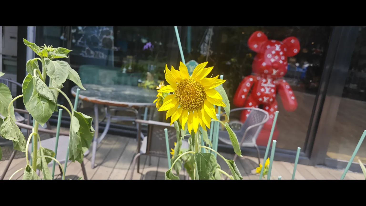 店外面的向日葵