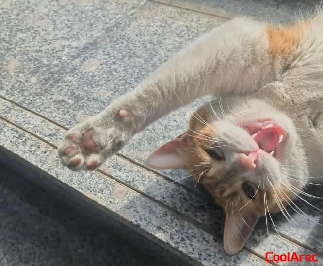 猫猫伸懒腰