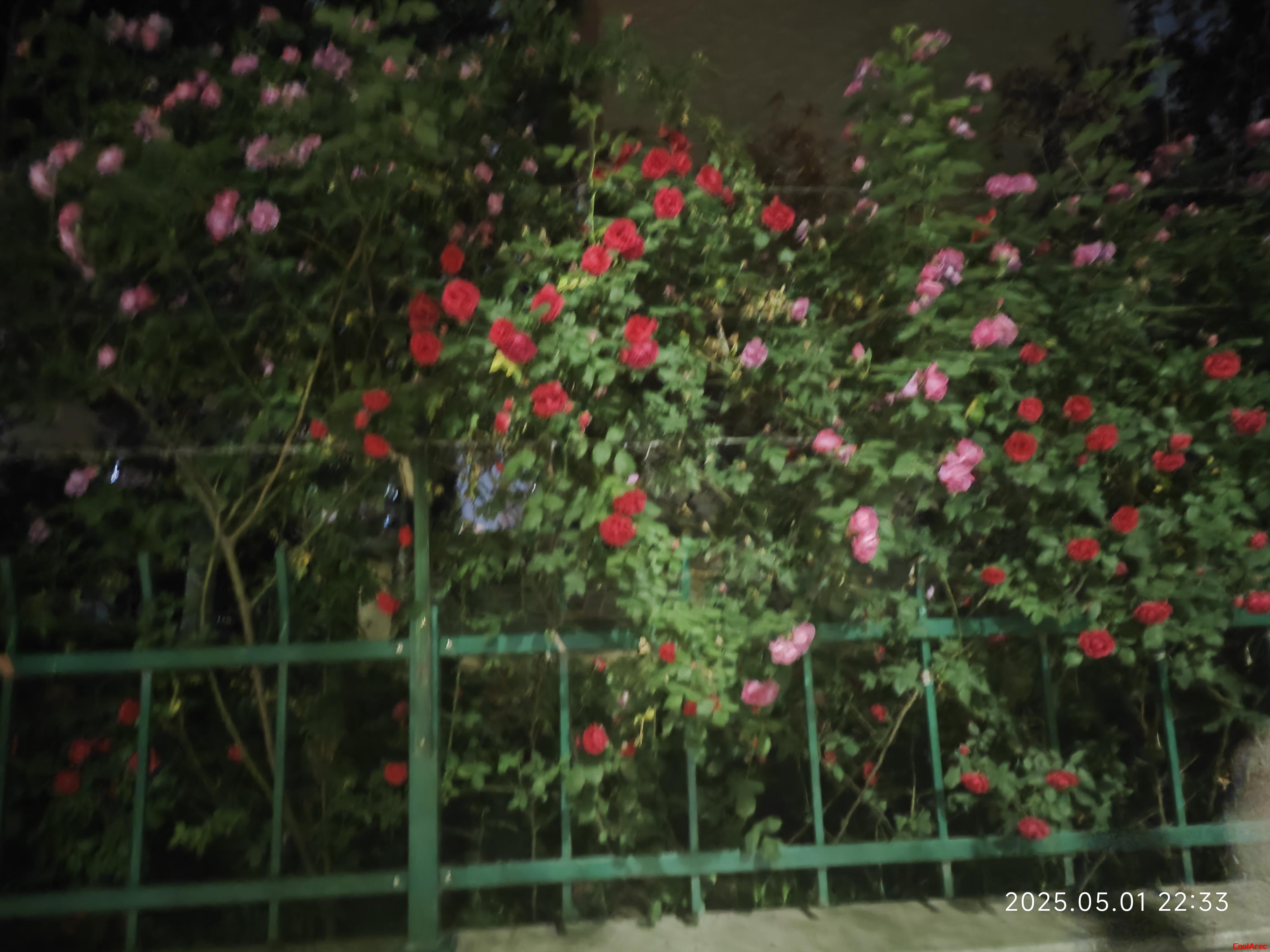 红色的,粉色的